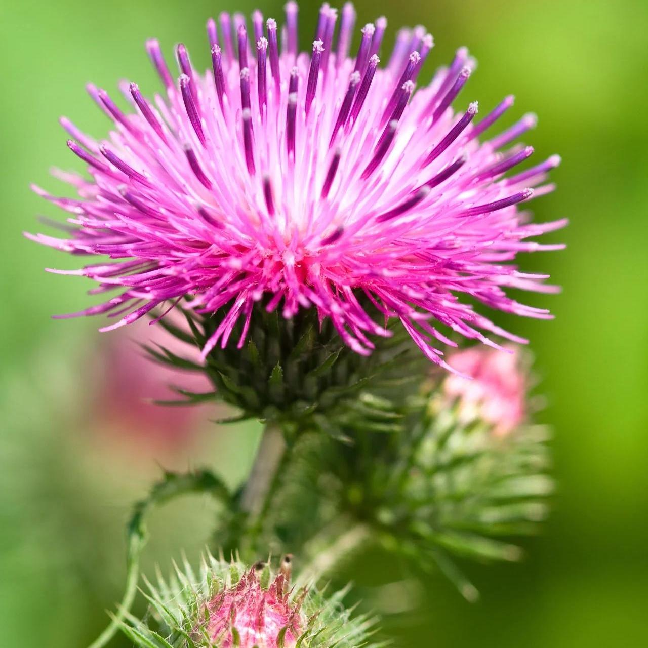 Does Milk Thistle Expire