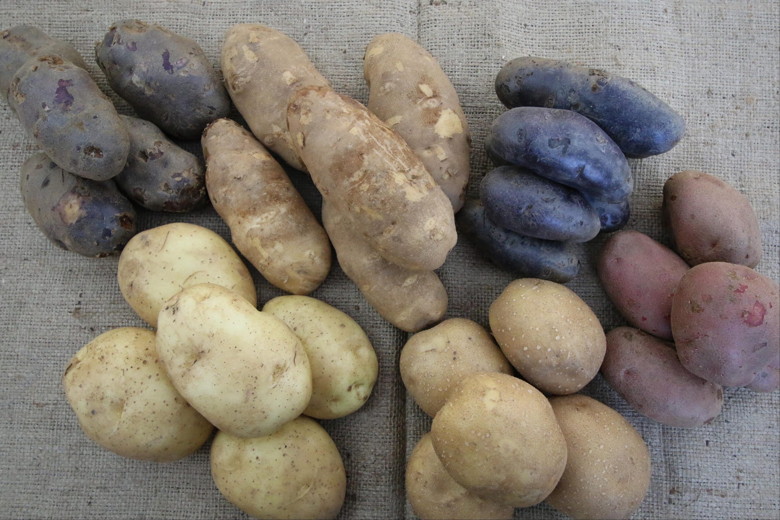Functional Benefits of Potato Ingredients in Food Manufacturing Dinweys