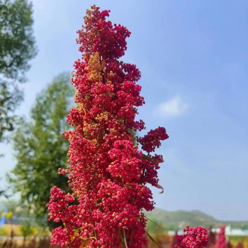 Is Quinoa Chametz