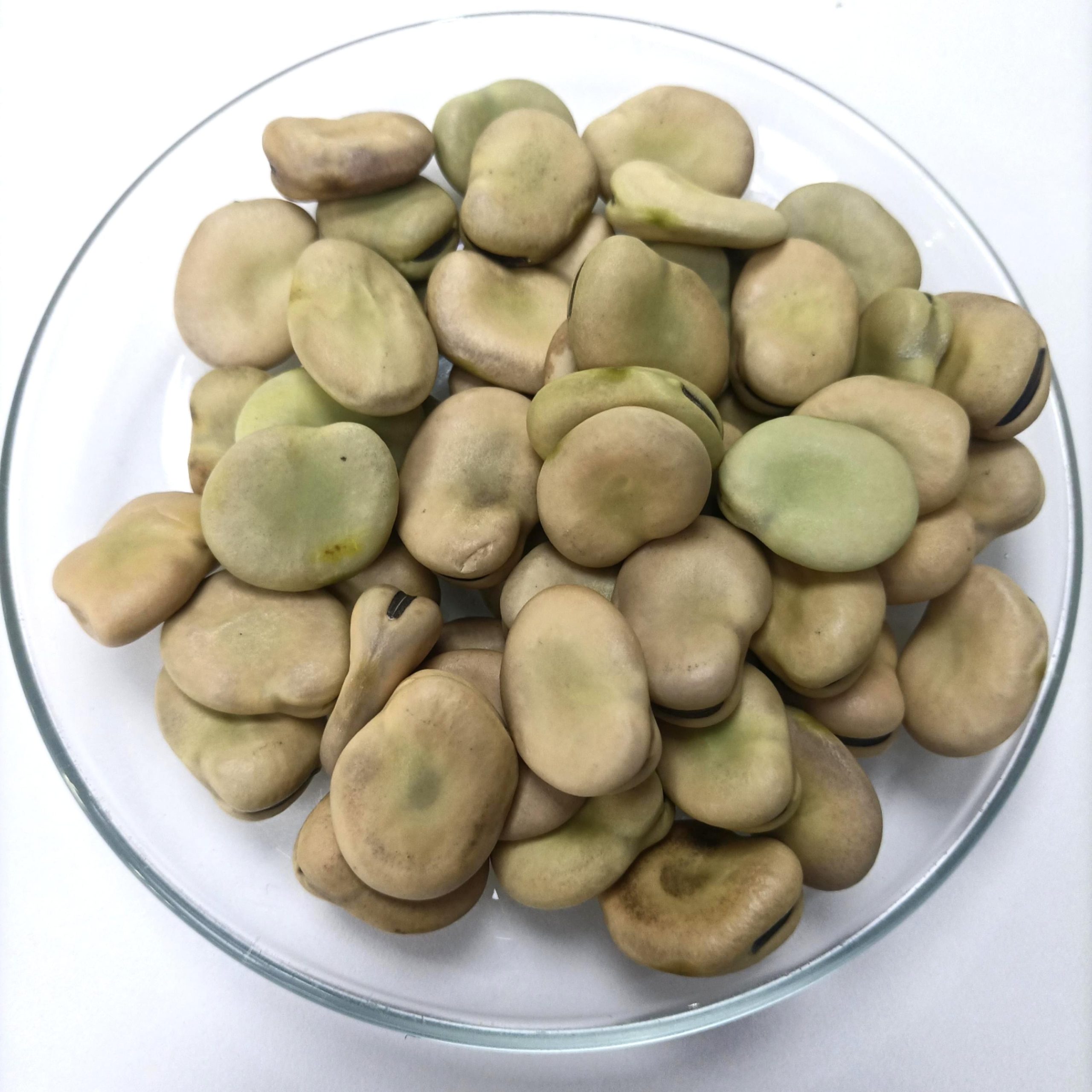 Dinweys Dried Fava Bean in Bulk (Broad Bean) New Production